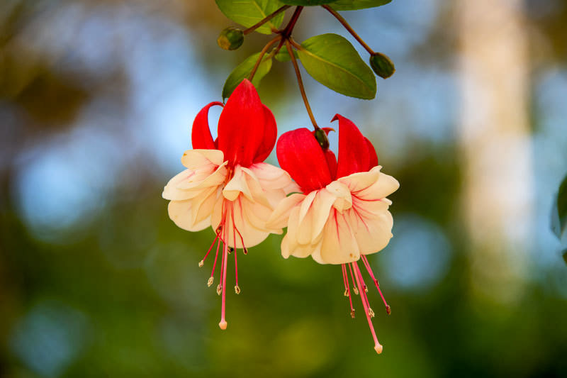 Fuchsia x hybrida